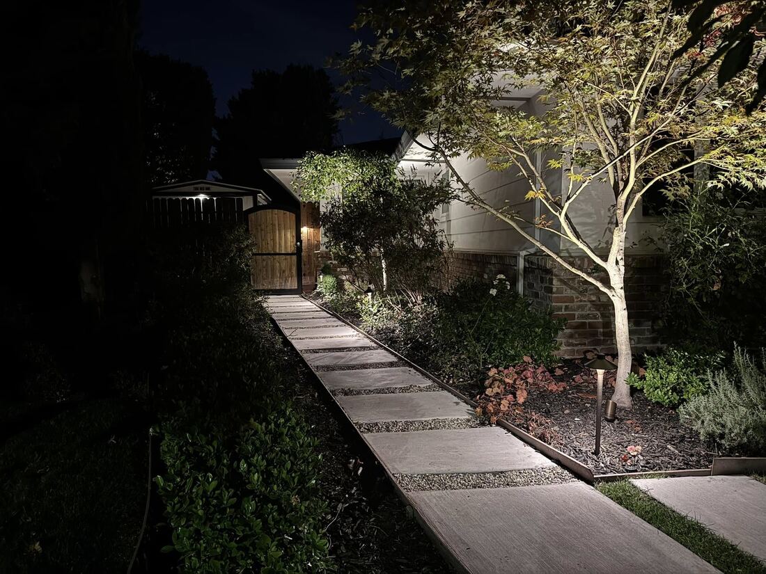 Mature tree uplit from below against the night sky