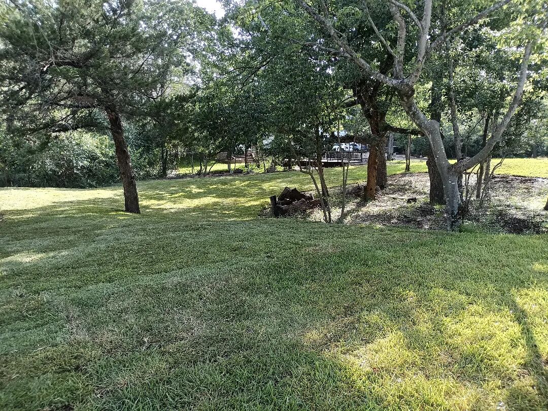 New sod knitting in under mature oaks