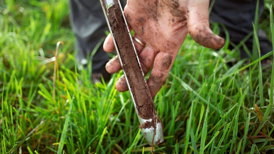 Soil core sample pulled from a lawn with a probe for testing