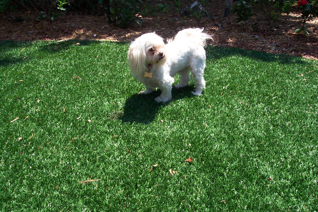 Dog on a finished artificial turf lawn