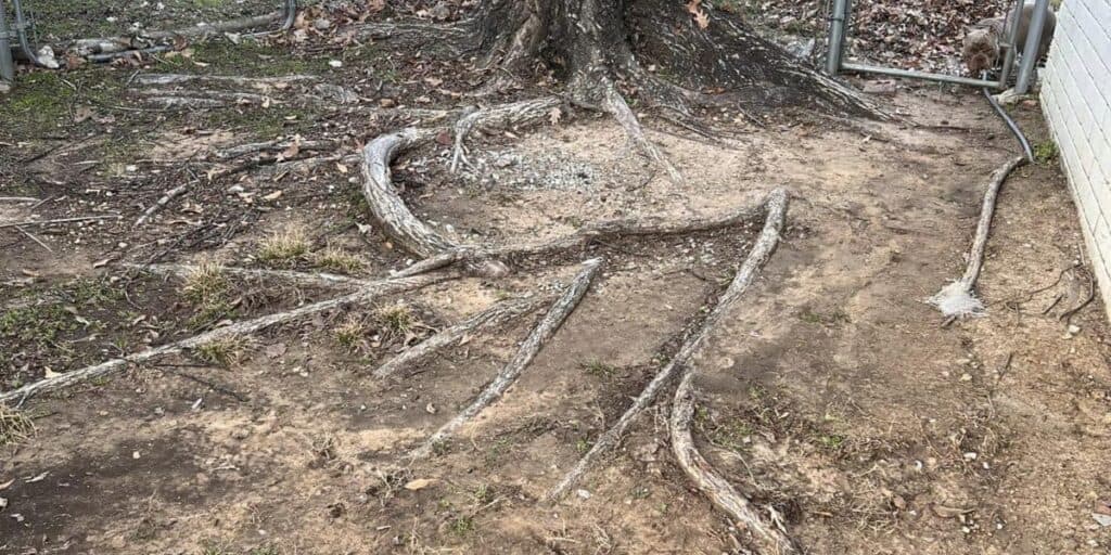 Can tree roots in the lawn be cut?