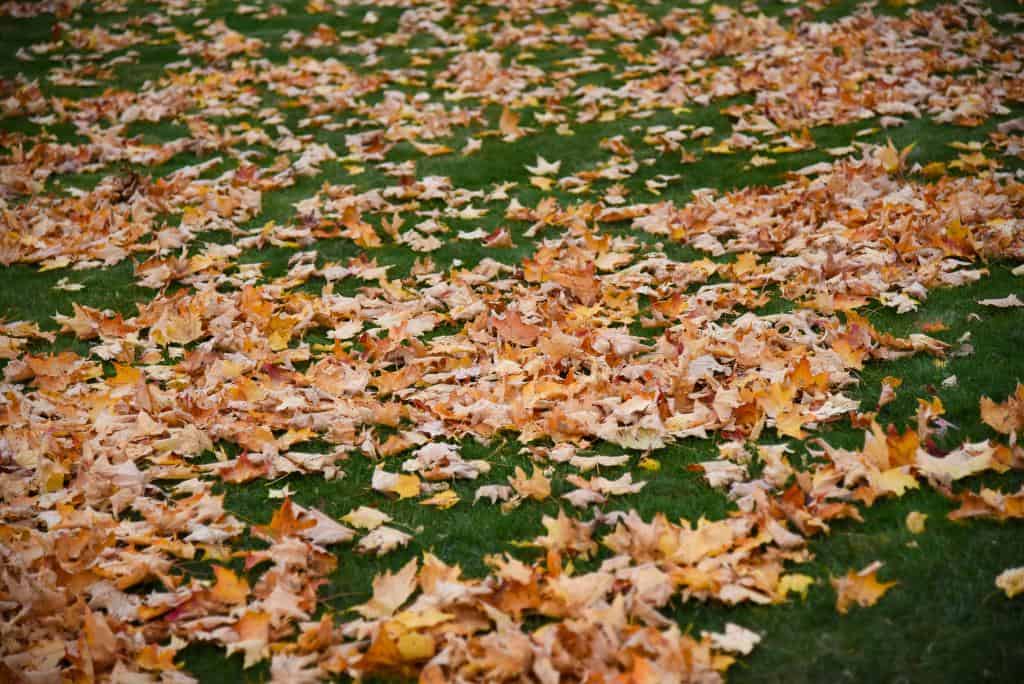 Protecting Your Lawn from Fall Weeds