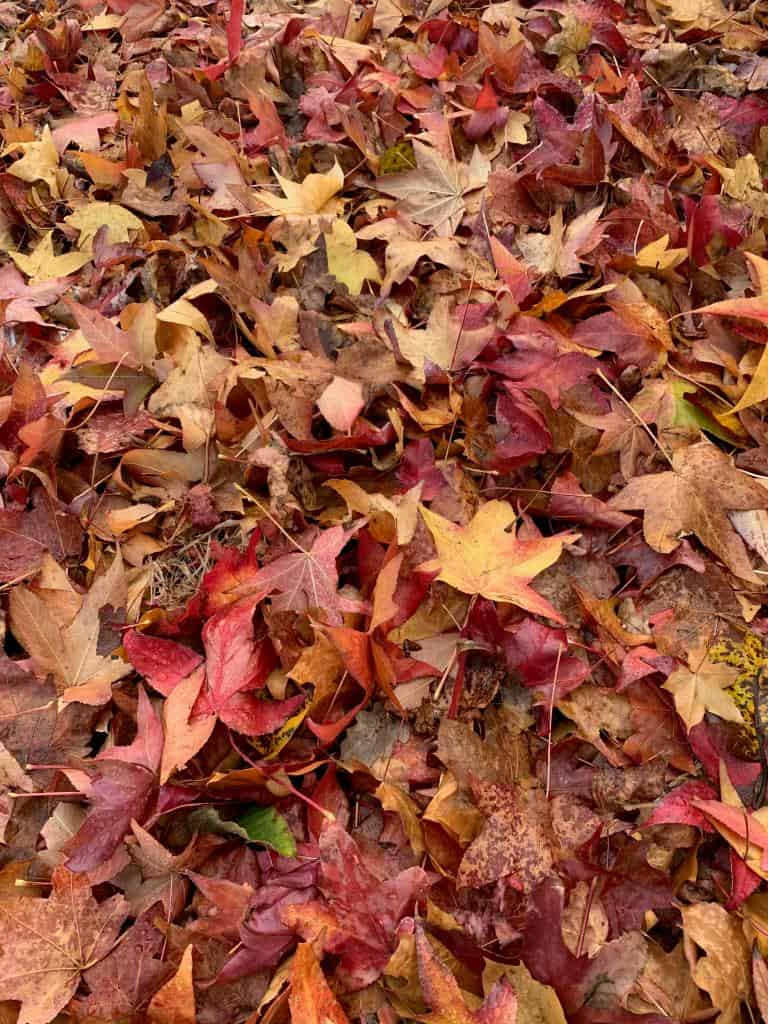 Leaf Removal: Why It Matters for Lawn Health