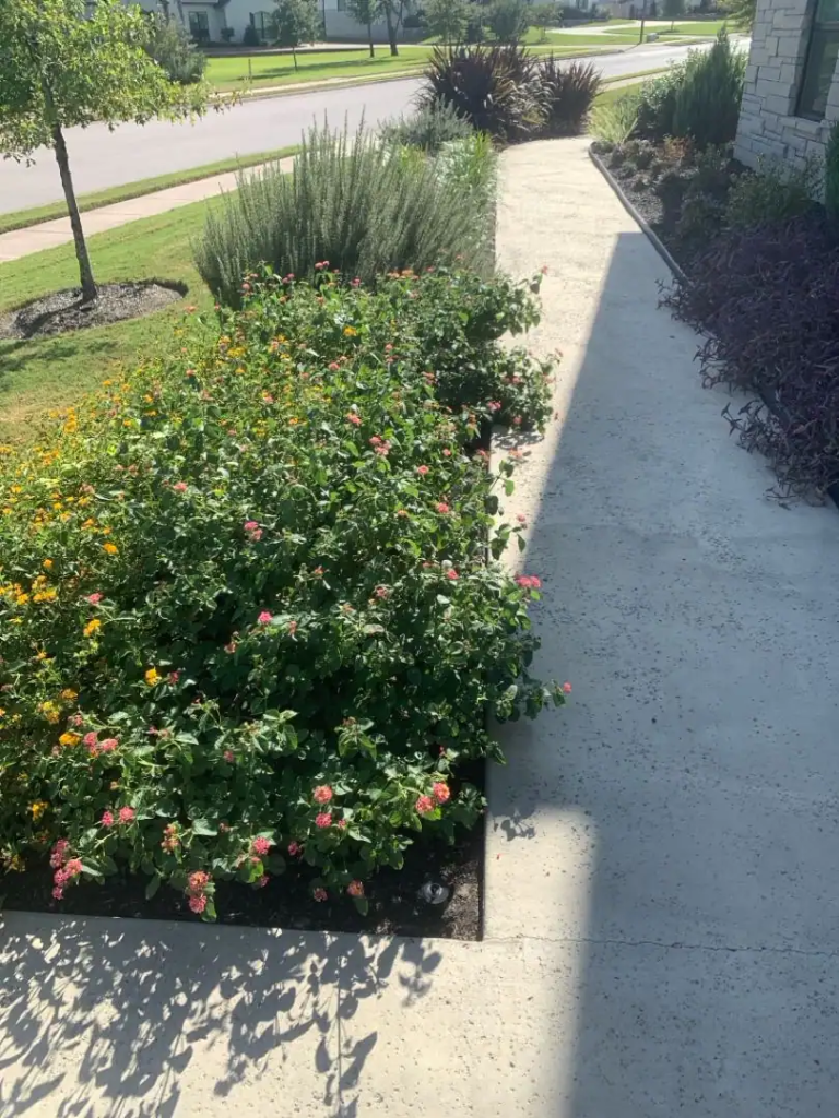 Best Shrubs to Plant in Texas for Fall Landscaping