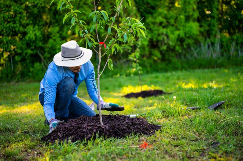Why Fall is the Best Season to Plant Trees in Texas