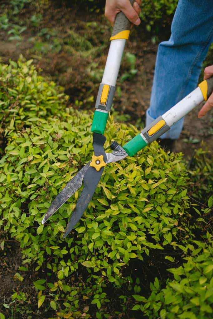 Seasonal Pruning: Which Trees and Shrubs Should You Trim in Fall?
