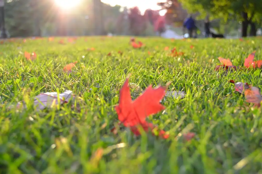 Fall Clean-Up Checklist for a Healthy Lawn and Garden