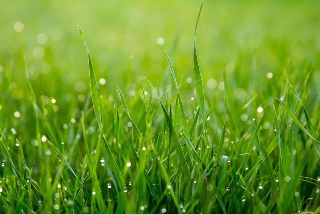 How to Overseed Your Lawn in Fall for Lush Spring Growth
