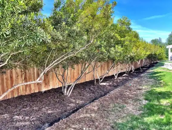Mulching: Protecting Roots Through Fall and Winter