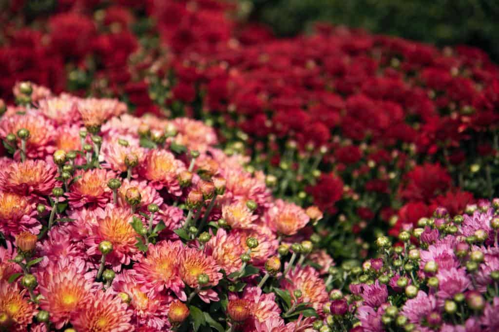 Fall Flowers That Thrive in Texas Landscapes