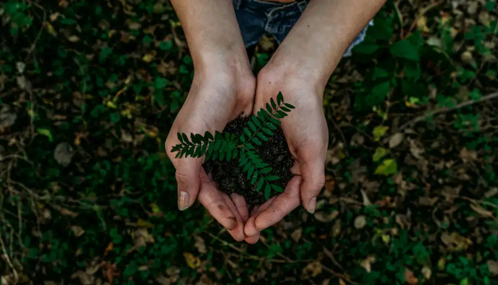 Protecting Young Trees from Fall and Winter Stress
