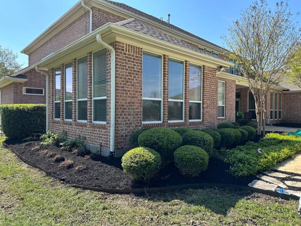 Row of boxwoods pruned into clean rounded forms along the front of a brick home in the Brazos Valley
